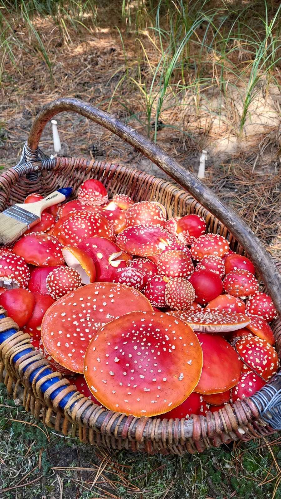 Красные мухоморы