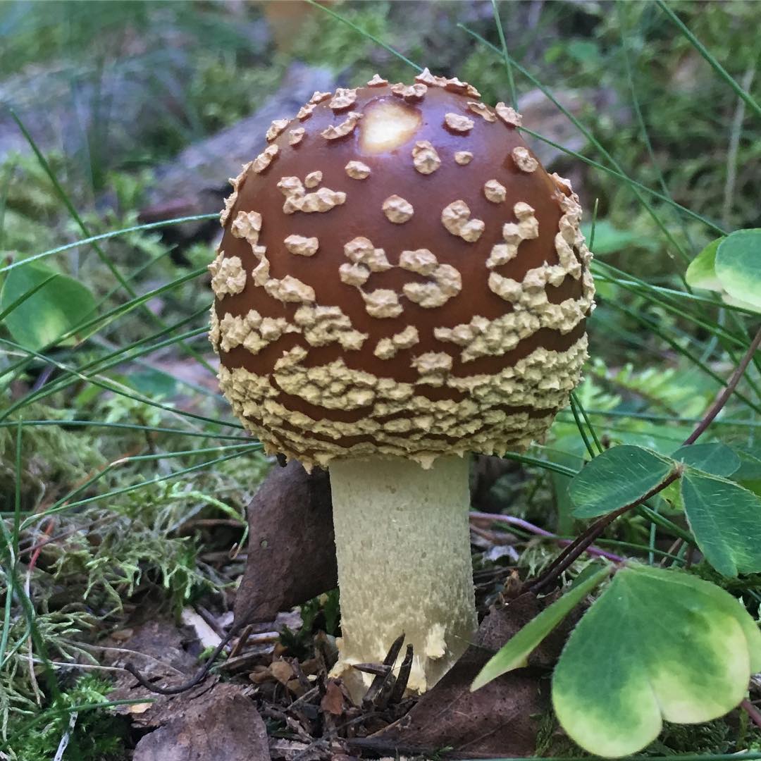 Королевский мухомор